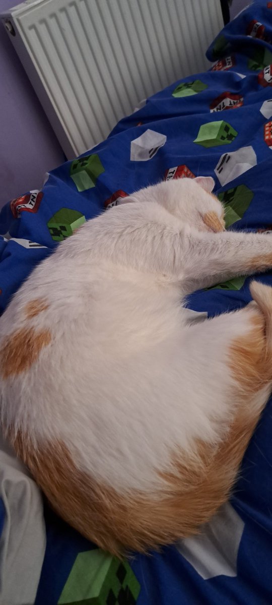 KerryFreer's tweet photo. @PostsOfCats https://t.co/NAPLPbDIPe