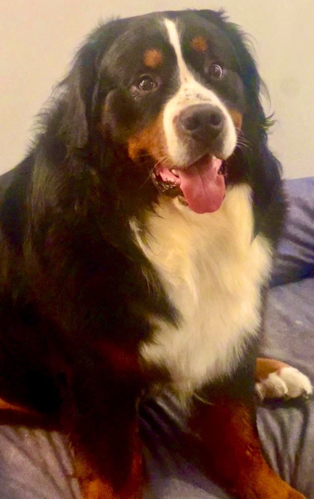 RussianBerner's tweet photo. @bunsenbernerbmd Dogs are good everyday (even if you catch them doing something naughty 🤪 #guiltyface https://t.co/2hDLxqc2dy