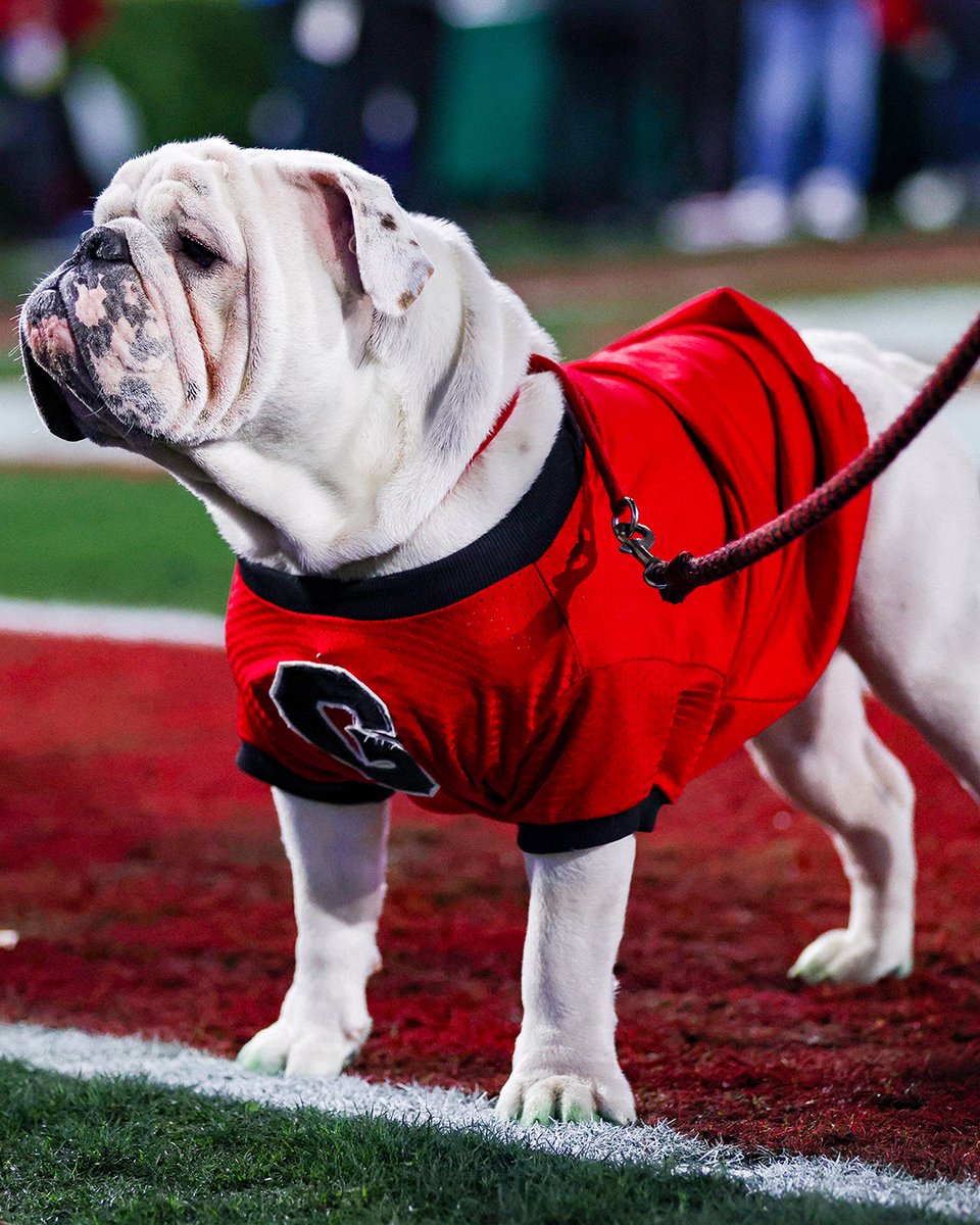 Georgia Bulldogs (@ugaathletics) on Twitter photo 😍
#GoDawgs 😍
#GoDawgs