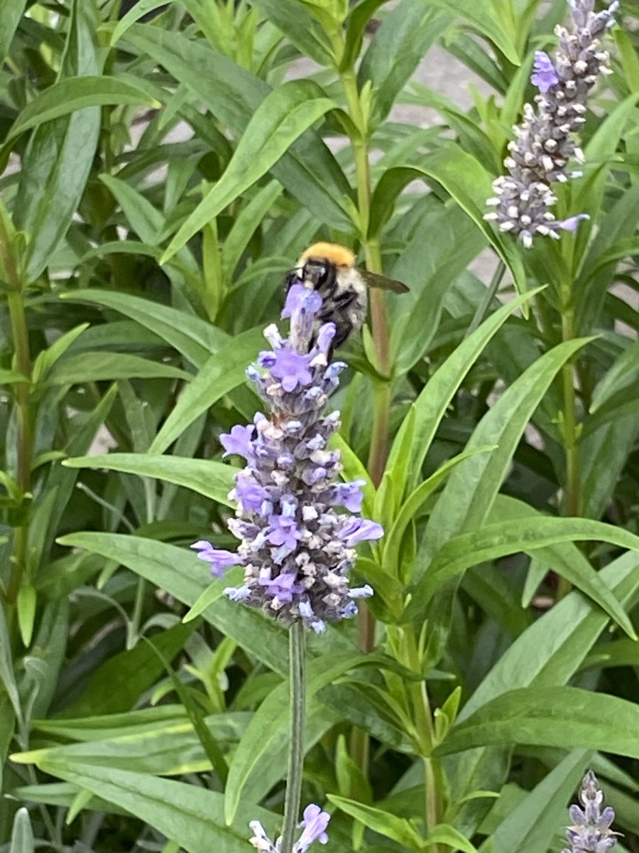 Mark George tweet media