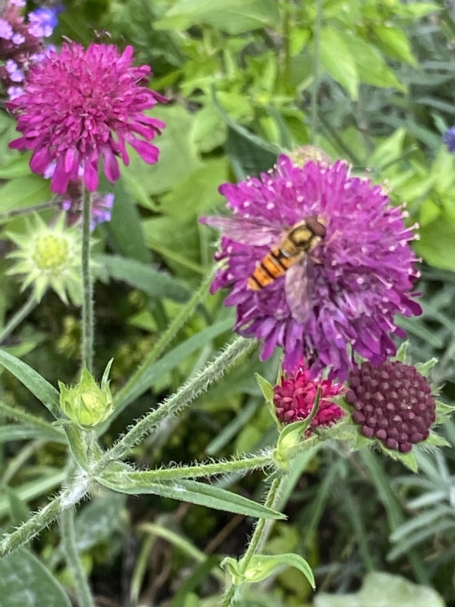 Carder bees and hover fly enjoying the pollinator plants in the garden 😃. Even keeping a small corner or a few pots with plants for pollinators makes a real difference.
