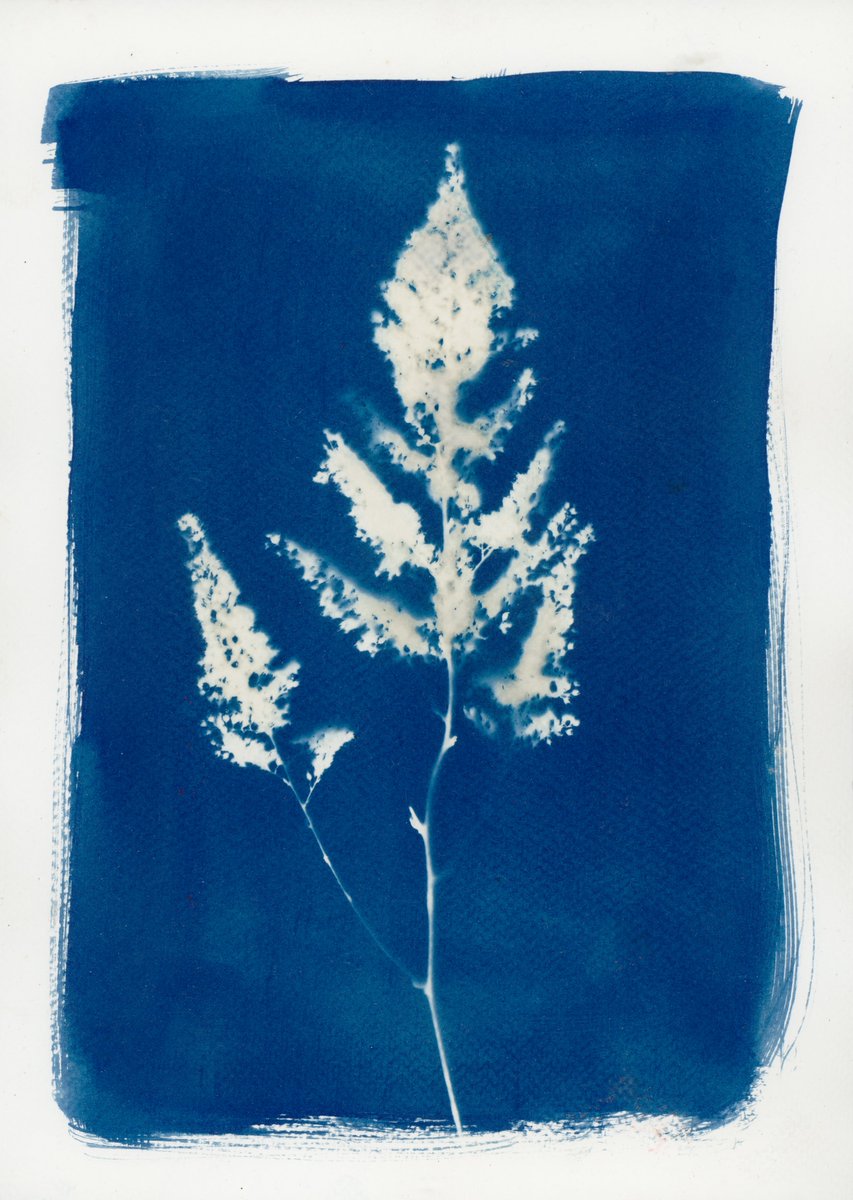 markwadd's tweet image. This one is a bit simpler and I like to textured watercolour paper and the brush marks. 
#cyanotype  #alternativephotography #cameralessphotography