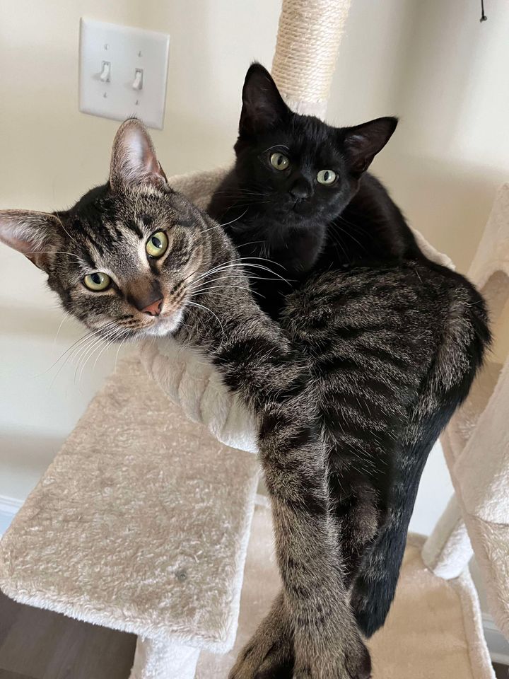 Humane Society HBG tweet media