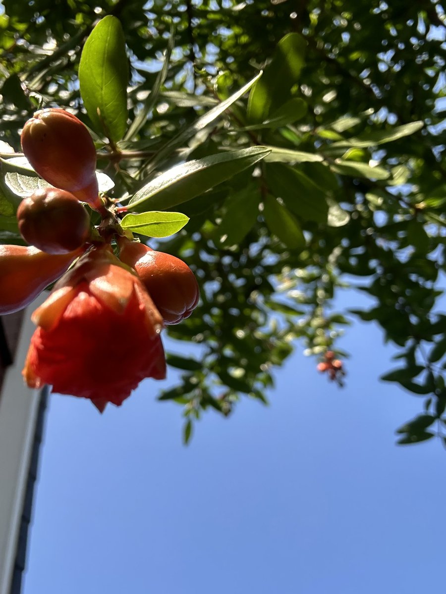 Met zorg en geduld heeft hij haar gezaaid,
Van pit tot stekel, elke dag gekoesterd.
Nu bloeit ze, belofte van leven,
Onder het blauwe hemelgewelf.
In onze tuin, haar rode gloed,
Weerspiegelt zijn liefdevolle blik.
De gerantenappel, zijn geschenk,
Een symbool van zijn zorg.