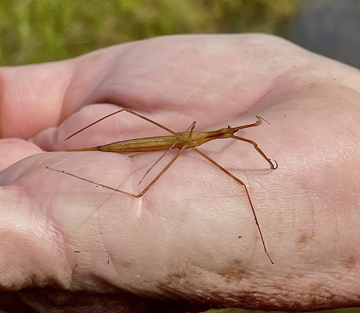 Peter Vaughan (@pvaughanecology) on Twitter photo I took part in a <a href="/HIWARG/">HIWARG</a> #amphibian survey at a marvellous site in NE #Hampshire today, 17/08/24. We found many small #newt larvae, a GCN (Tritiurus cristatus) larva, a Common Toad (Bufo bufo) & many inverts, inc. water stick insects (Ranatra linearis) <a href="/Hants_BIC/">HBIC</a> <a href="/MSc_aquaticUCL/">MSc Aquatic Conservation, Ecology & Restoration</a> I took part in a <a href="/HIWARG/">HIWARG</a> #amphibian survey at a marvellous site in NE #Hampshire today, 17/08/24. We found many small #newt larvae, a GCN (Tritiurus cristatus) larva, a Common Toad (Bufo bufo) & many inverts, inc. water stick insects (Ranatra linearis) <a href="/Hants_BIC/">HBIC</a> <a href="/MSc_aquaticUCL/">MSc Aquatic Conservation, Ecology & Restoration</a>