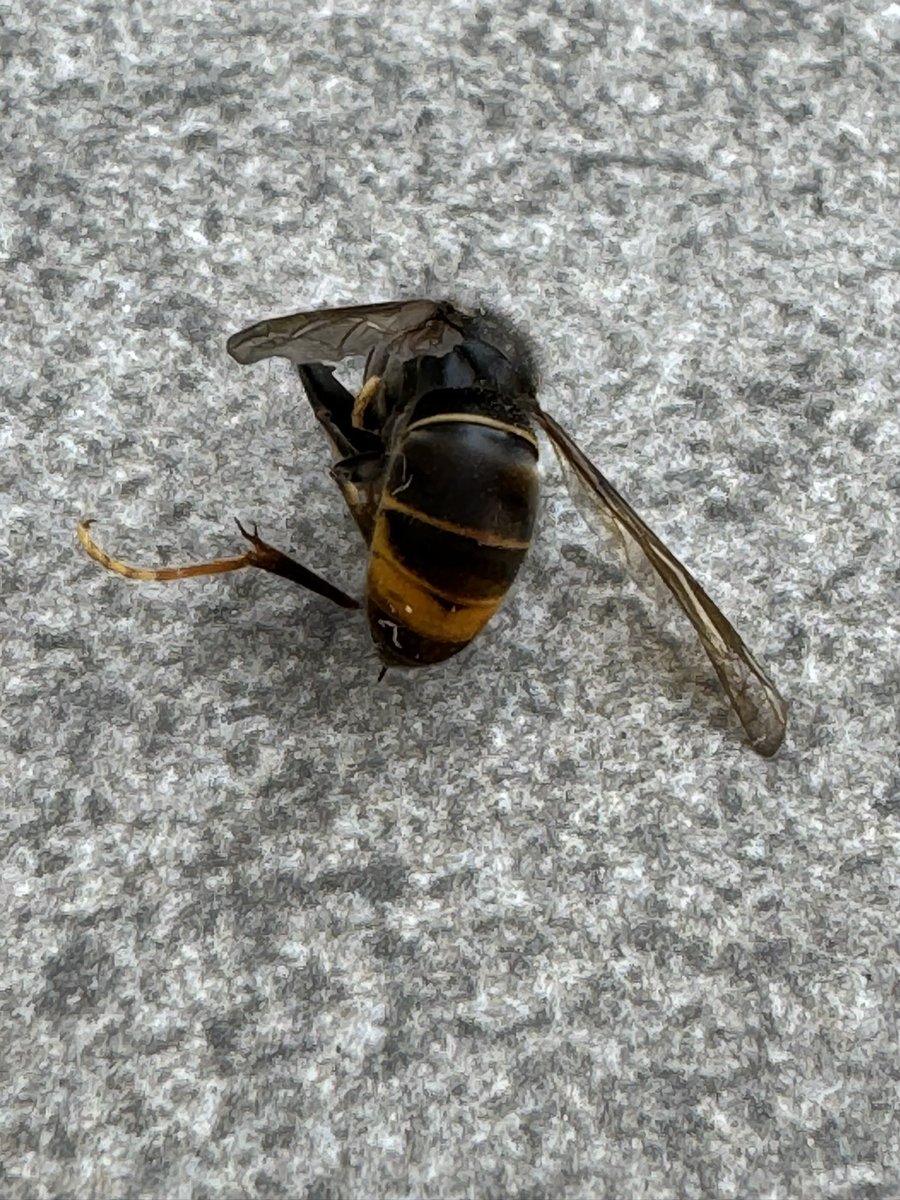 Robin Därmann tweet media