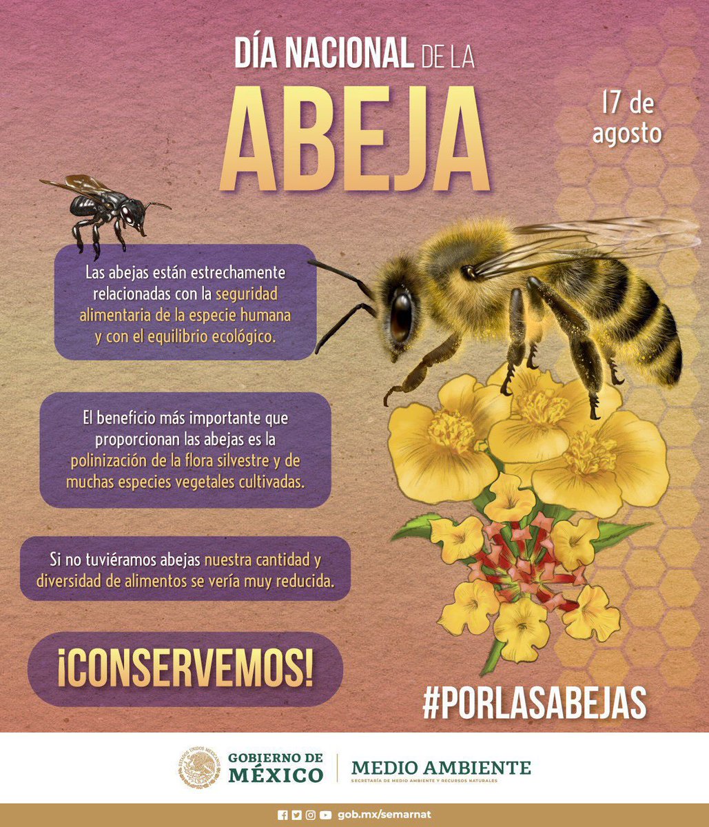 #DíaNacionalDeLaAbeja

✨ Las #abejas, al igual que otros polinizadores, contribuyen a salvaguardar la biodiversidad de los ecosistemas y mantener el equilibrio. 🐝🌎🍃 

¡Protejámoslas! 🤗🐝#SomosMedioAmbiente
#PorLasAbejas