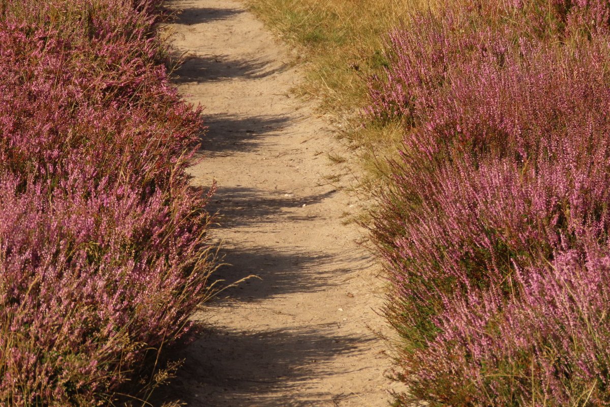 Elsbeth Kwant tweet media