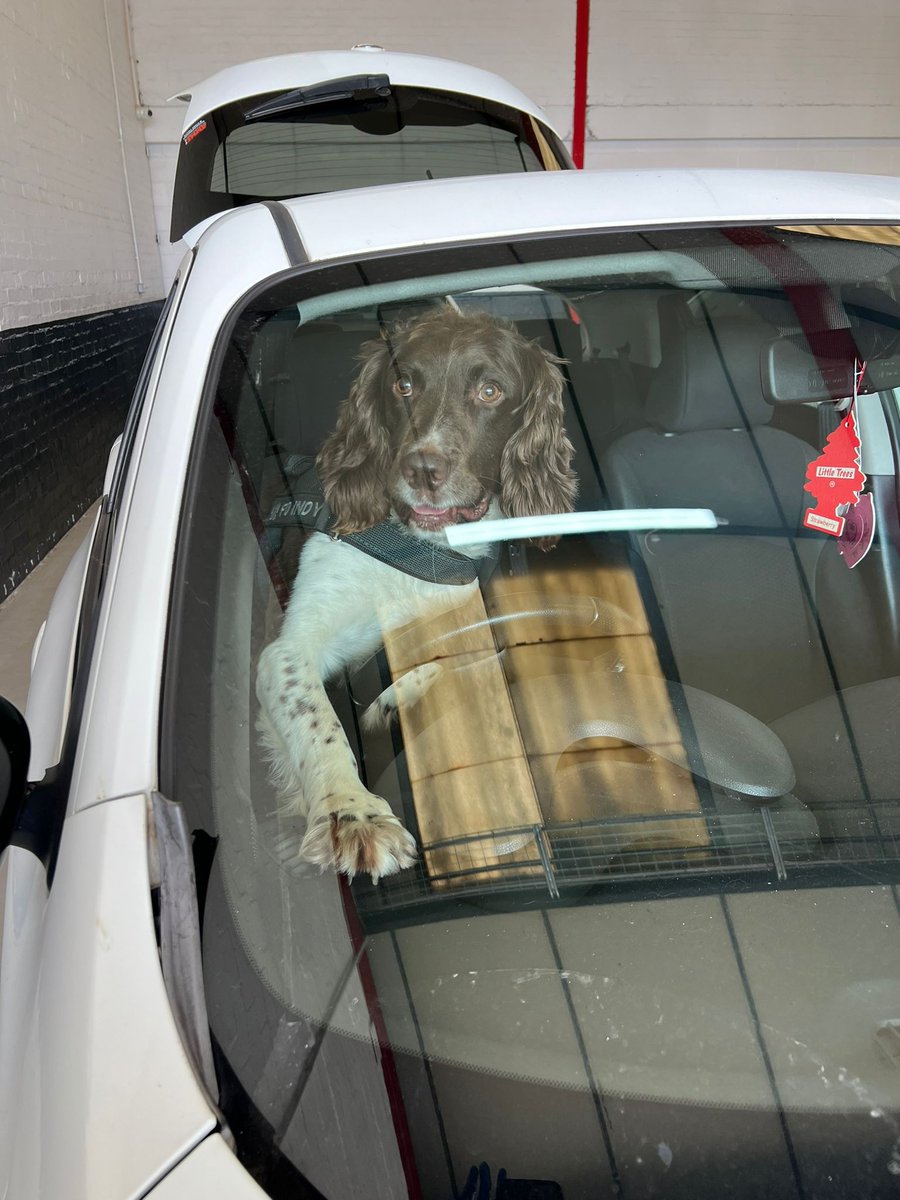 Our #dogs have a lot of skills but sadly driving isn't one of them, although PD Indy would argue otherwise.  PD Indy is trained to find Drugs, Cash and Firearms and regularly assists our colleagues in searching, vehicles, buildings and open spaces. They #hide it he #finds it!
