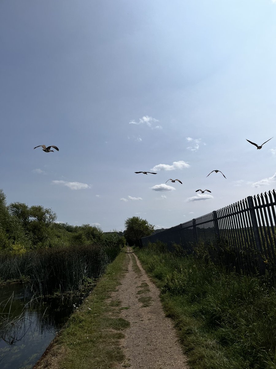 clairenfish's tweet image. Afternoon stroll from Enfield Lock to Chigwell on the London Loop. A beautiful section of the walk - particularly the first part along the canal. Dragonflies in all abundance. Epping Forest, redundant stiles. Less than 30 miles left #londonloop #keeponwalking