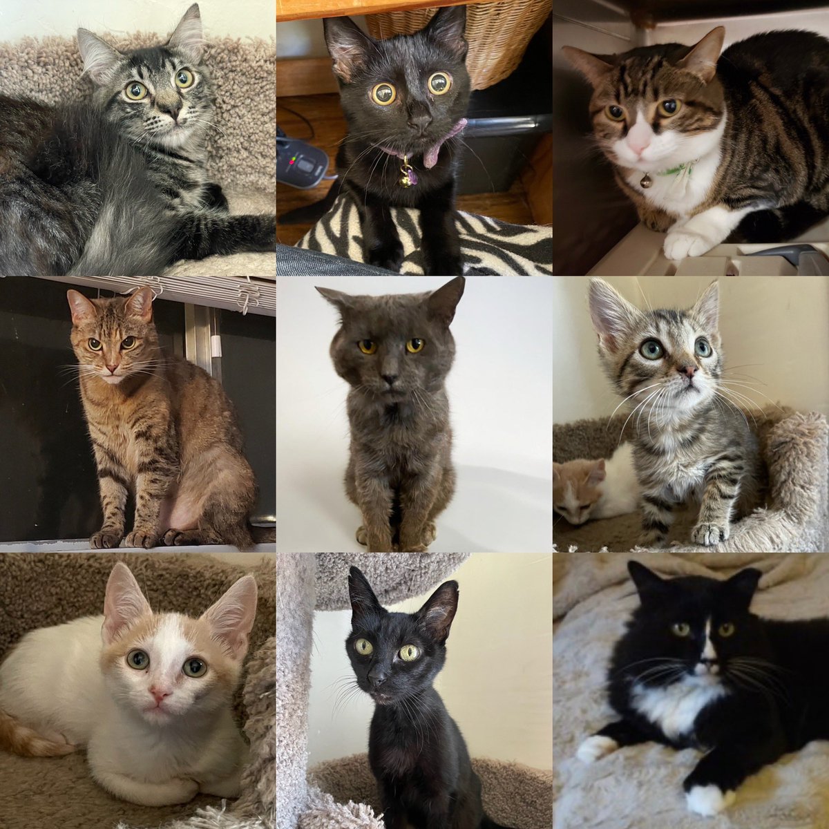 givemesheltersf's tweet photo. Sign up: https://t.co/2RtPSfl6Wv

Foster needed ASAP: 
Charles: 6 m/o male
Jilly Bean: 4 m/o female
Pumpkin Pie: 7 y/o female
Jelly Belly: 7 y/o female
Benny: male

Foster needed 8/23-9/9:
Rambo &amp; Julius: 3 m/o boys

Need long-term fosters:
Jackie: 12 y/o girl
Andy: tuxedo boy https://t.co/8mms6ntcdR