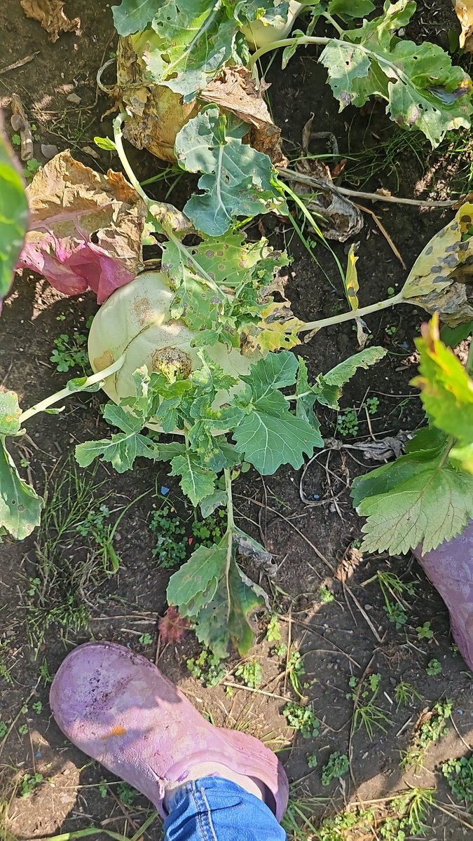 Veggie patch went mad whilst we were away for 2 weeks.