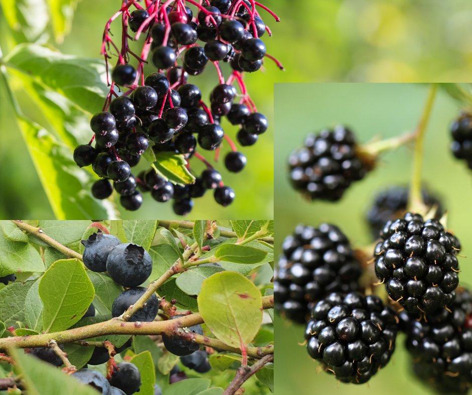 senger_sue's tweet photo. Late summer berries are my top picks for rich nutrients that can ward off colds and flu.  Get yours now.
#polyphenols
#antioxidants
#summerberries
Stock Up NOW On Late Summer Berries To Beat Seasonal Colds And Flu Later https://t.co/9LGmhTtzG8 https://t.co/rrz34Ssw56