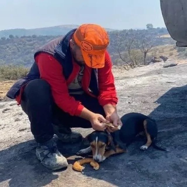 bosunatiklama's tweet photo. Manisa'daki orman yangınında evi yanan bir vatandaş, kendisine ikram edilen simidi yangından kurtardığı yavru köpeği 'Yufka' ile paylaştı. https://t.co/0dXfcXpOLL