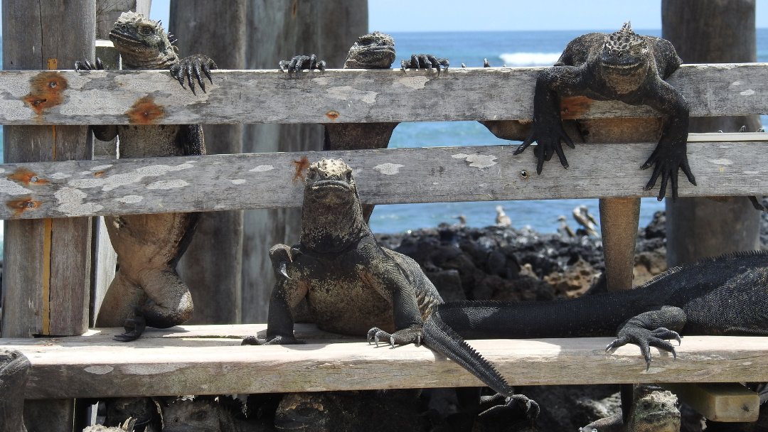 Isabela is the largest of the Galapagos Islands, formed by the merger of six shield volcanoes: Ecuador, Wolf, Darwin, Alcedo, Sierra Negra and Cerro Azul.

Discover more: tinyurl.com/IsabelaIsland

📷 ©️ Fisher Houston, Henri Leduc, Madison O'Connell, Caroline Marmion