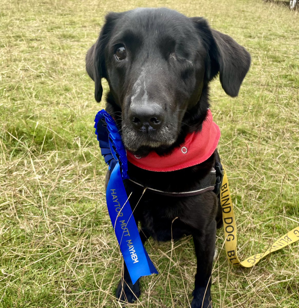 LittleMoRescuePup tweet media