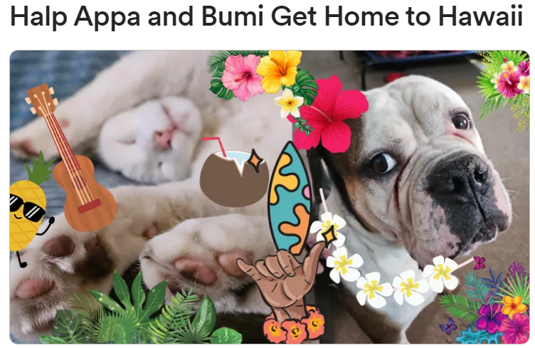 brianpeyatt's tweet photo. Halp Appa and Bumi Get Home to Hawaii https://t.co/vjDrPPIYhx https://t.co/MkrOLpUnOb