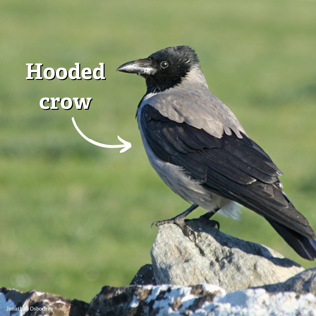 WildlifeTrusts's tweet photo. Did you know there are eight different members of the crow (or corvid) family in the UK? Which have you spotted? 🔎 https://t.co/etPogCHkUz https://t.co/rjhqew9rA8