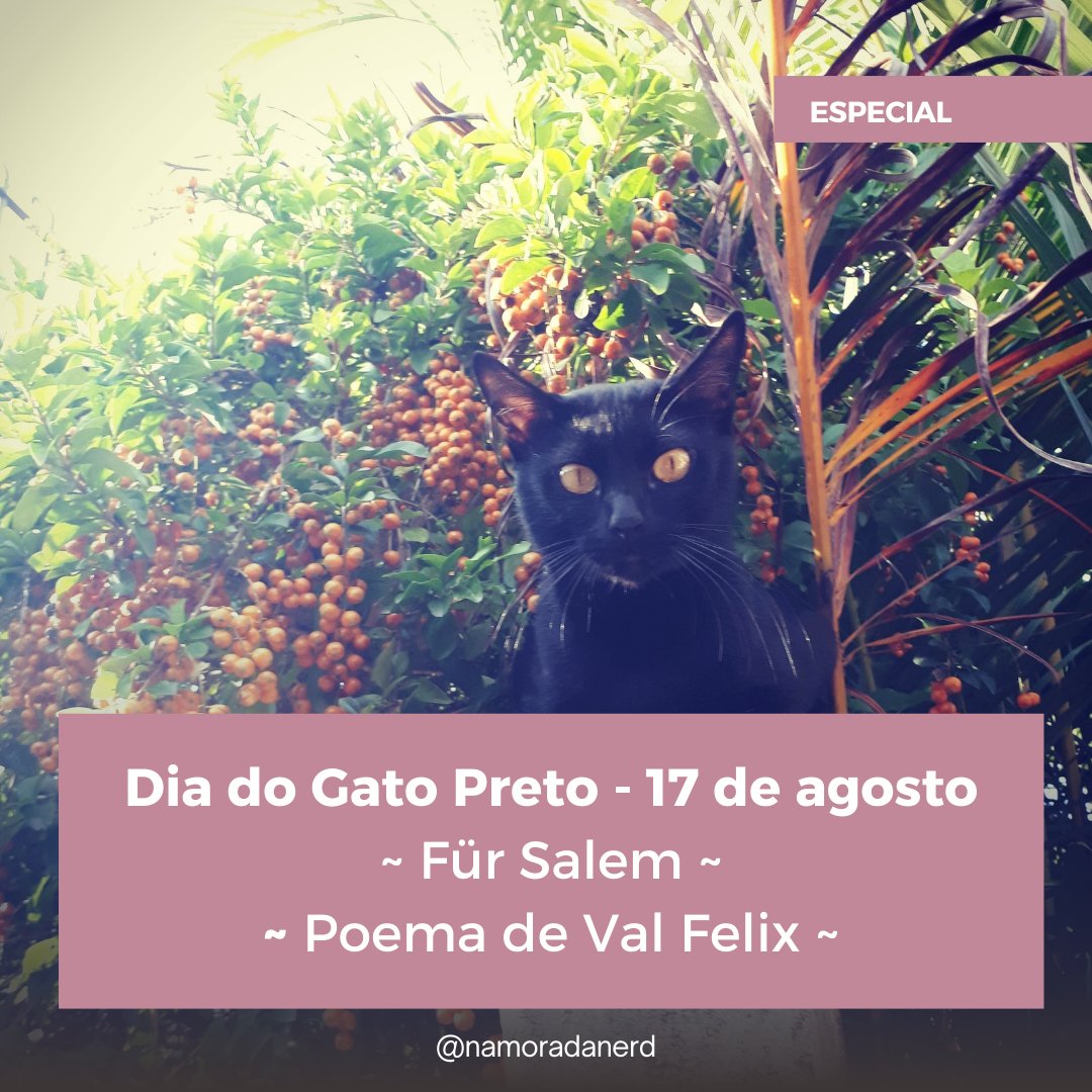 namorada_nerd's tweet image. Dia do Gato Preto - 17 de agosto

Não é feriado, mas uma data para lembrar destes seres tão especiais para quem cuida e convive.

Entenda a origem desta comemoração e leia um poema que escrevi em homenagem ao meu gato Salém neste post. ❤

bit.ly/gatopretoNN24