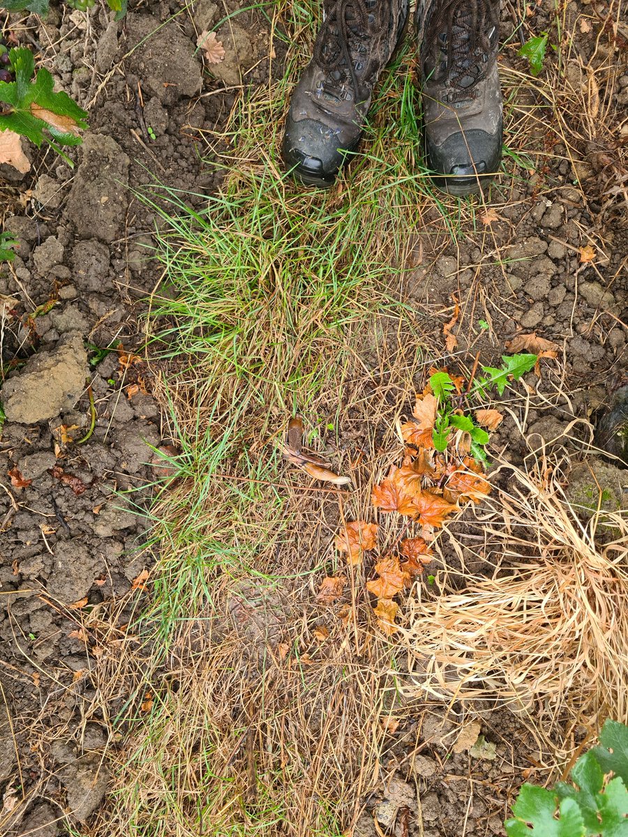 benoit51390's tweet photo. Elles sont heureuses!
#Limaces et #Pluie
#Champagne
📍#Vrigny
📌#LesClos https://t.co/rg9Fw3svLu