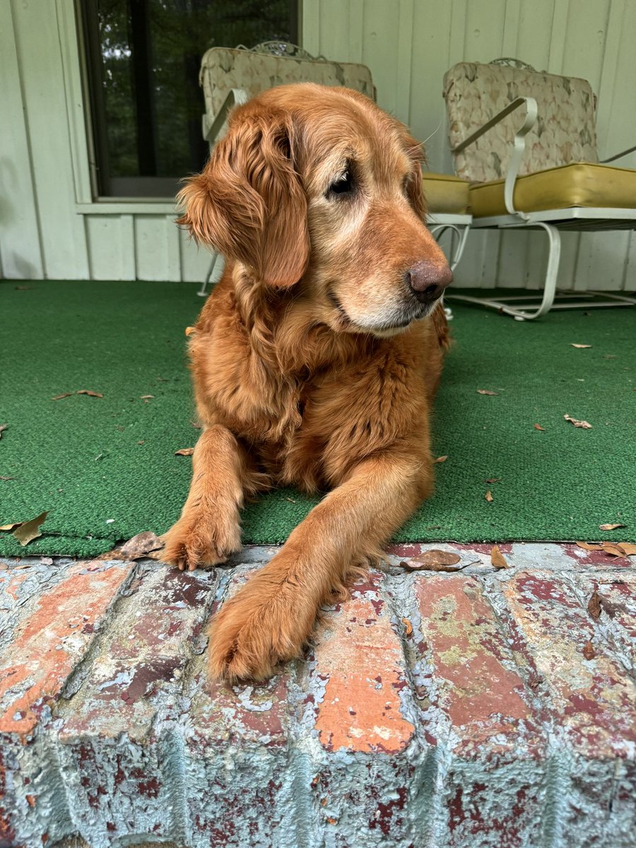 vonparcel's tweet photo. @bunsenbernerbmd I lost Andy (on the left) 2 years ago. My heart dog. Then last Valentine’s Day Duffy (on the right) came into my heart as a senior rescue. She rescued me and makes me whole again. We are glad Bunsen had a great outcome and is doing well https://t.co/1nrhaah11H