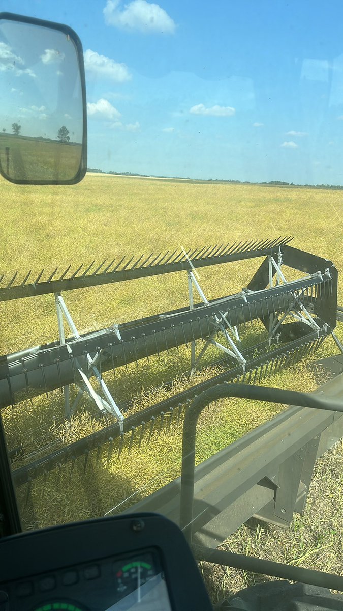 adamstuart1's tweet photo. Cutting down canola. @SaskCanola #windrowing #swathing #saskfarm #saskag https://t.co/VFoB31Ysrm
