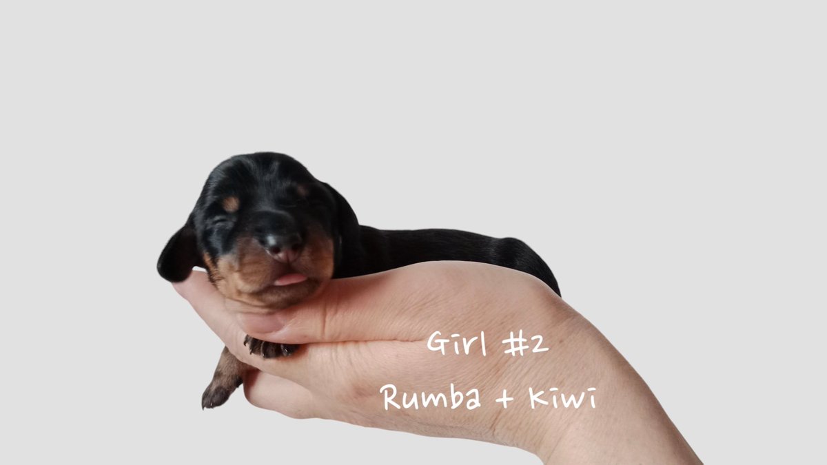 ThreeHappyDachshunds tweet media