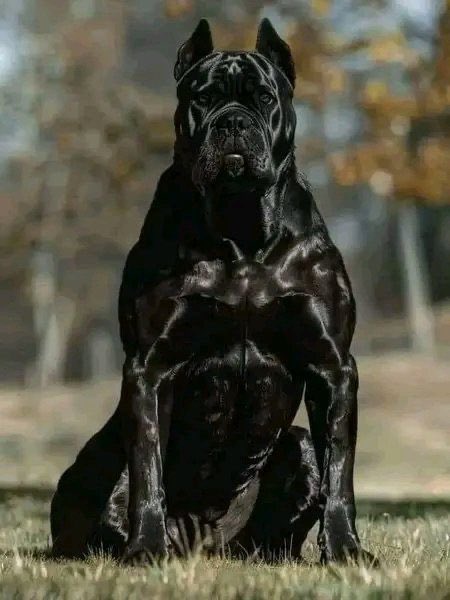 The last thing you ate is what you have to name him ❤️