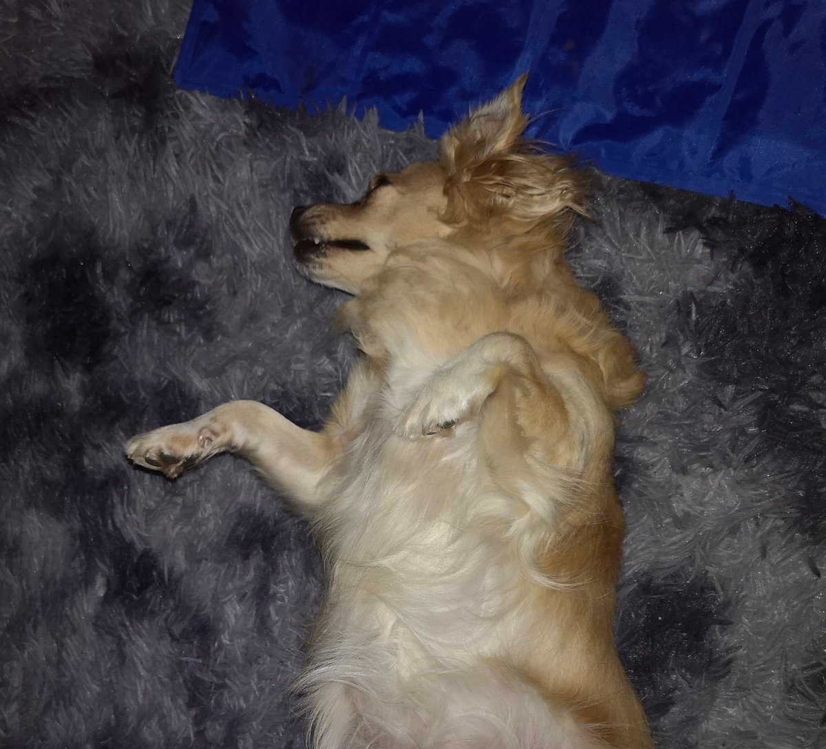 my dog attempting to pull off the <a href="/usainbolt/">Usain St. Leo Bolt</a> pose 😂