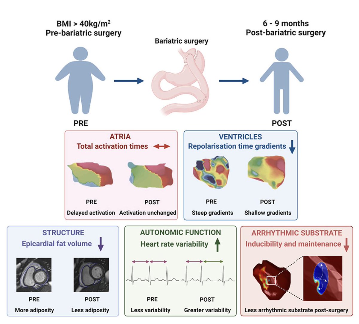 Imperial CardiacEP.AI tweet media