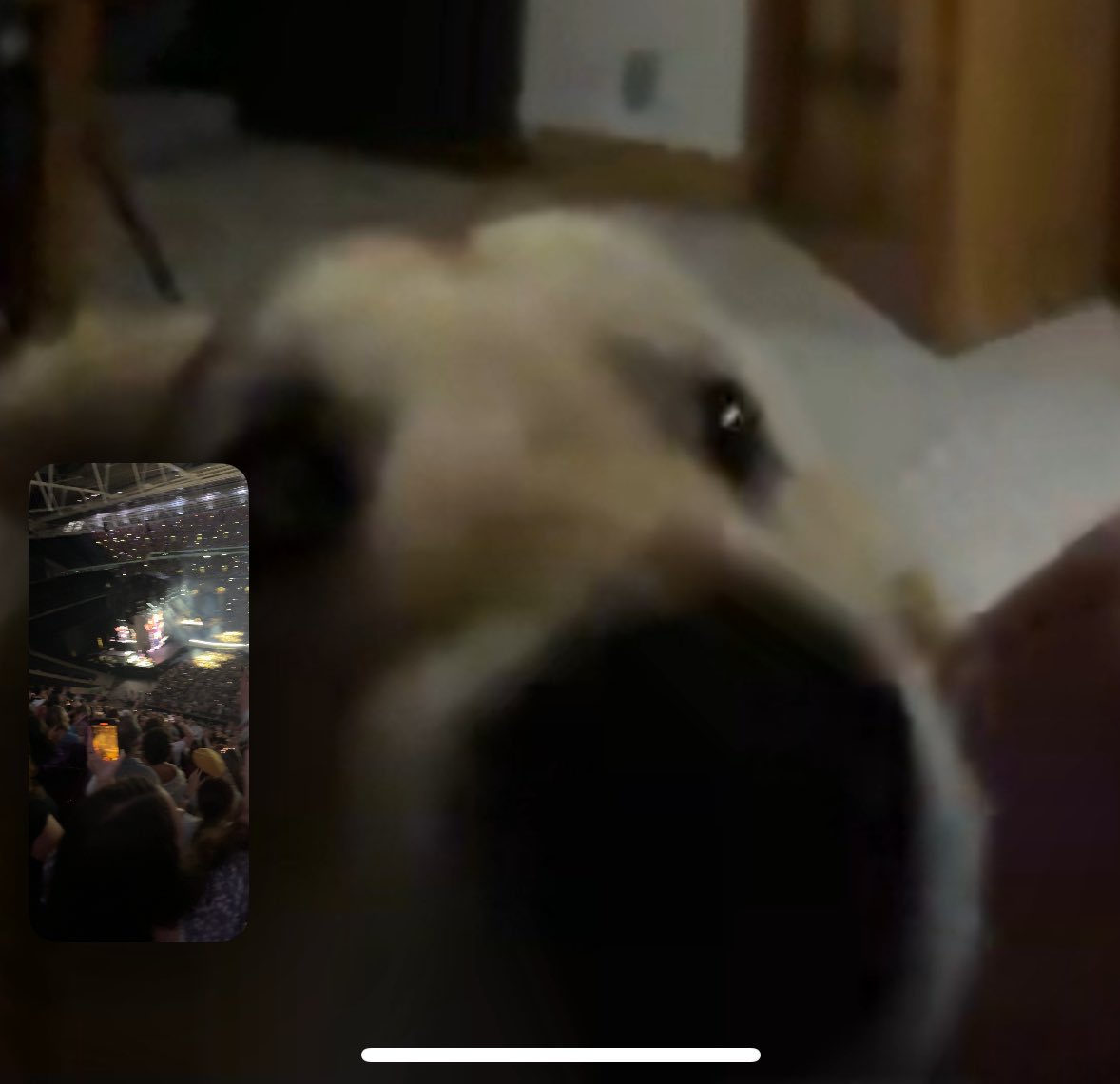 dreamtimeswift's tweet photo. it’s me facetiming my dog so he can see the eras tour https://t.co/qIqTEdmBeR