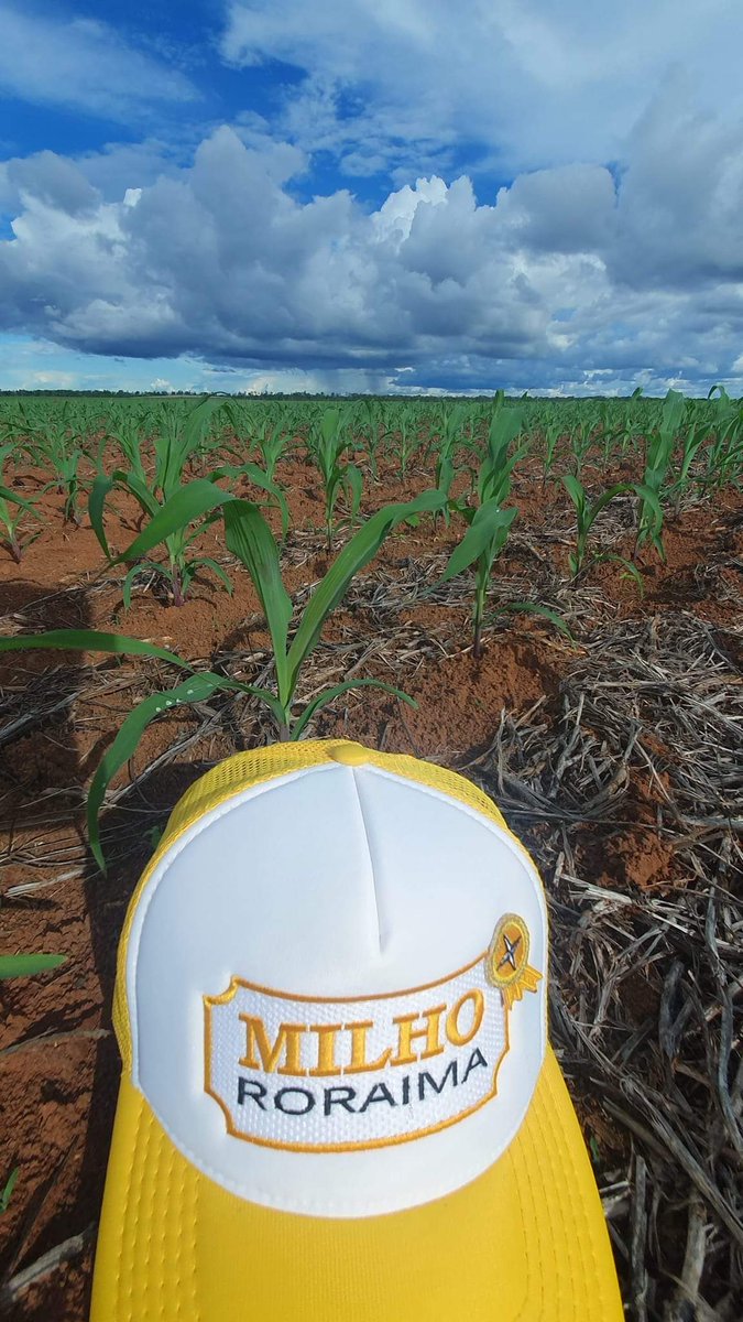 aluizionassi's tweet image. Showzaço o desenvolvimento do #Milho_Roraima no #Cerrado_Roraima.
*fotos iniciais 11/05 e de hoje 17/08, no mesmo local📍

#Roraima_HemisférioNorte
#Roraima_AMelhorFronteiraAgrícolaDoBRASIL 
#Agro_Roraima
#Roraima_SemIgual
#RoraimaEstadoLuz 🌞
#AtraçãoDeInvestimentos 🏁🏁🏁