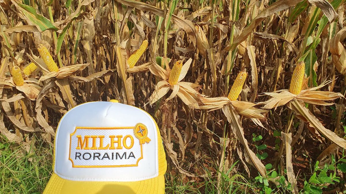 aluizionassi's tweet image. Showzaço o desenvolvimento do #Milho_Roraima no #Cerrado_Roraima.
*fotos iniciais 11/05 e de hoje 17/08, no mesmo local📍

#Roraima_HemisférioNorte
#Roraima_AMelhorFronteiraAgrícolaDoBRASIL 
#Agro_Roraima
#Roraima_SemIgual
#RoraimaEstadoLuz 🌞
#AtraçãoDeInvestimentos 🏁🏁🏁