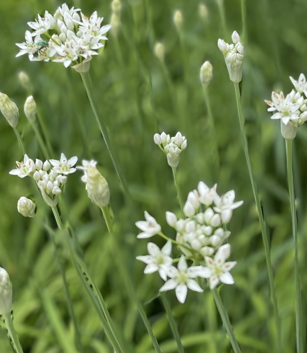 누가(?) 그러더라..
나여서 감사하라고. 그래서 차마 나여서 감사하다고는 안나오고, 이만해서 감사한다고 🥹
오른쪽 어깨 힘줄이 찢어져 수술 하기로. 3개월 정도 고생 했나보다
물리치료, x ray , mrl 
오른팔이 아프니 삶의 질이 달라진다 😖

부추꽃이 피었습니다