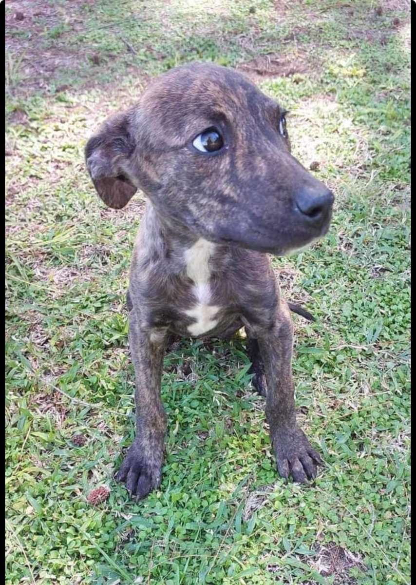 JenFlontek's tweet photo. Super disappointed with @united Airlines ! We have adopted an abandoned puppy in Moorea (French Polynesia) and they will not allow me to bring her on the plane with us. They falsely claim that French Polynesia is a high risk Rabies country (which it is not! There is no rabies! (check the CDC website!) Despite having been told that they would make an exception, they have gone back on their word. I now am scrambling to get her home. I will have to cancel my flight with @united and re-book with Air Tahiti Nui, spend additional money on another ticket and travel by myself with her. Not to mention an 12hour stop over in Los Angeles. You would think that United /UNITED AIRLINES  would actually verify when making false claims of rabid countries!!! 
We have had her vaccinated with all of the required vaccines, microchipped, de-wormed/flea/tick and filled out all of the required documentation to get her home etc SUPER DISAPPOINTED IN #UnitedAirlines!!! If anyone has any pull with this company, please let me know! PLEASE SHARE!  #bringmooreyhome @united 
@AirTahitiNui 
United Airlines
#howcouldweleaveher