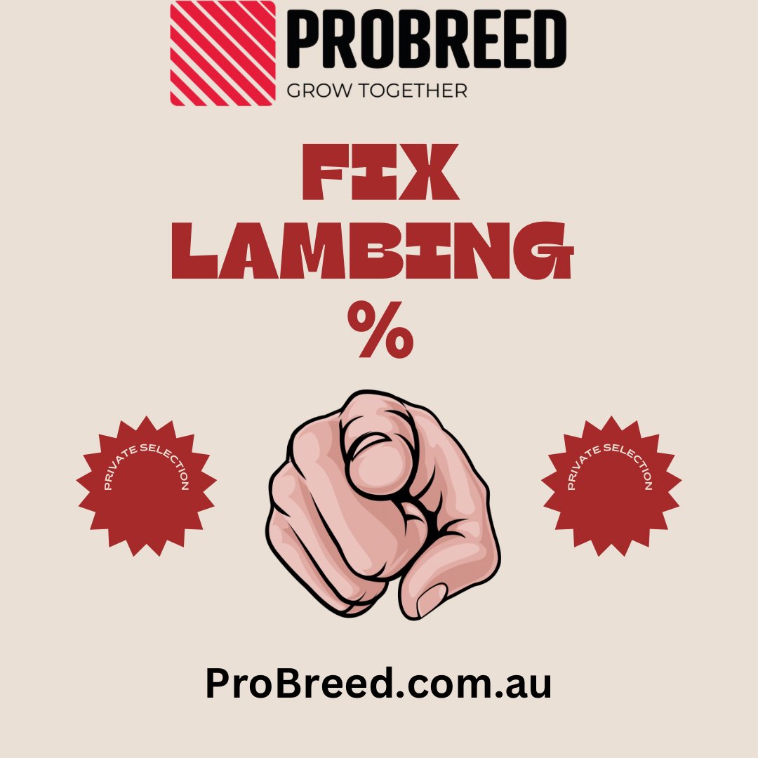 We Help Fix Your Lambing %
We assist with simple solutions both genetic and management to move flocks from good to great - our goal, more fast growing lambs in lamb producers paddocks.
We supply great genes 🧬 attentive listening and management coaching on request.
We are keen to