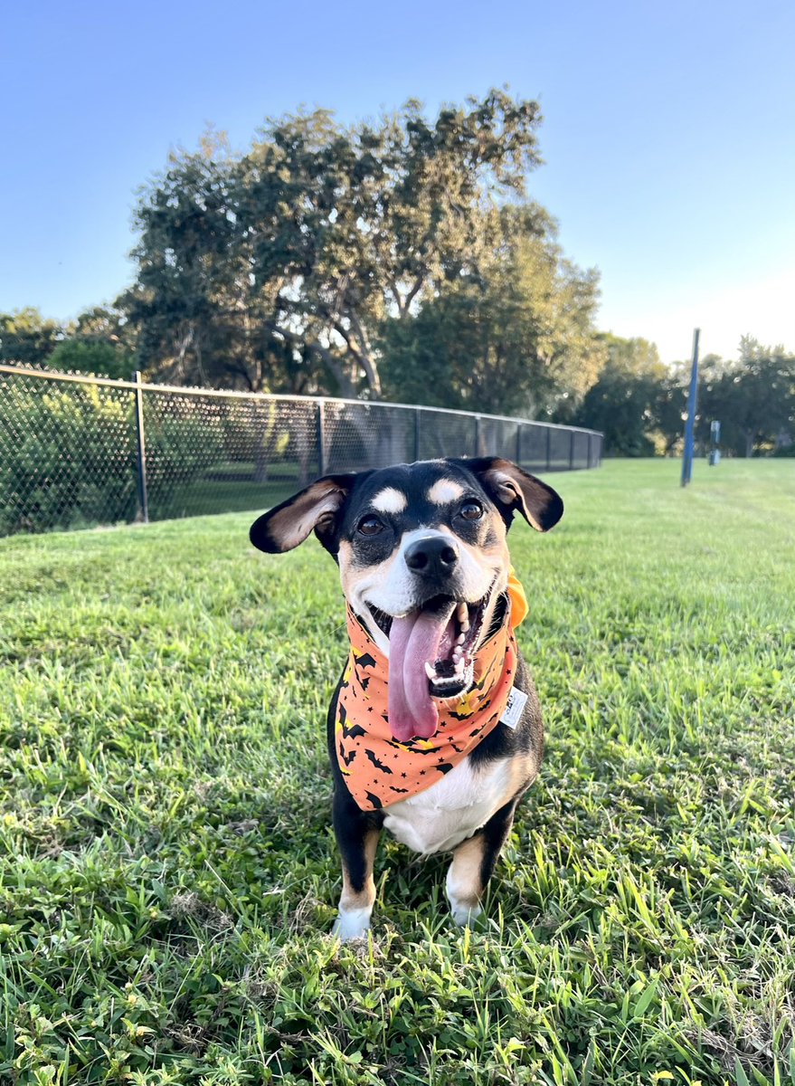 barkinfashion's tweet photo. Sorry for the silence, we've been busy creating beautiful Dog Bandanas for your fur babies! Stay tuned for some amazing new designs coming your way soon. #bandanabusiness #dogbandanas #halloween #doghalloween #dogmom #petaccessory https://t.co/UxvtcCdOyk