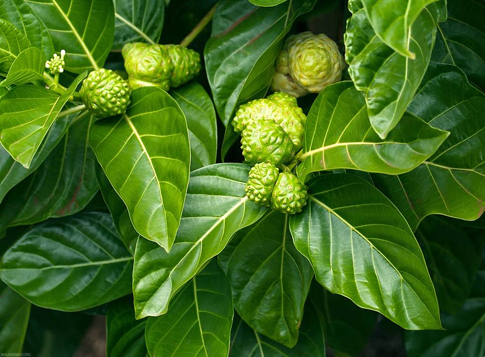 Maui's tweet photo. The Hawaiian Noni fruit, or Morinda citrifolia L., part of the Coffee Family, is a polarizing fruit—revered by some and avoided by others. Dive into these fun facts
about Hawaii's Noni Tree. #NoniFacts #HawaiianFlora
https://t.co/lmTV0p9QRP https://t.co/rLObKfq4st