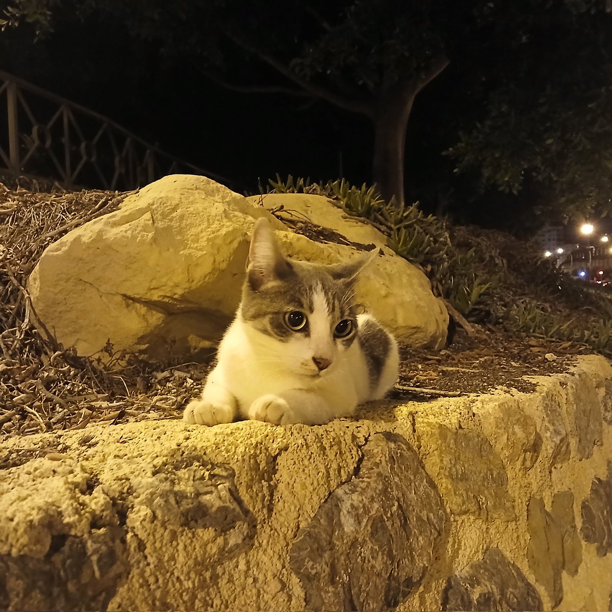 _ayme's tweet photo. Nos hemos topado con este gatito en Alicante, y es tan manso y afectuoso que creemos que tiene casa y se ha perdido.
Se lo van a quedar unas chicas esta noche para llevarlo al veterinario mañana.

Si sois de/conocéis a gente de Alicante y podéis dar difusión, se agradece 🙏 https://t.co/4sQuj44jcQ