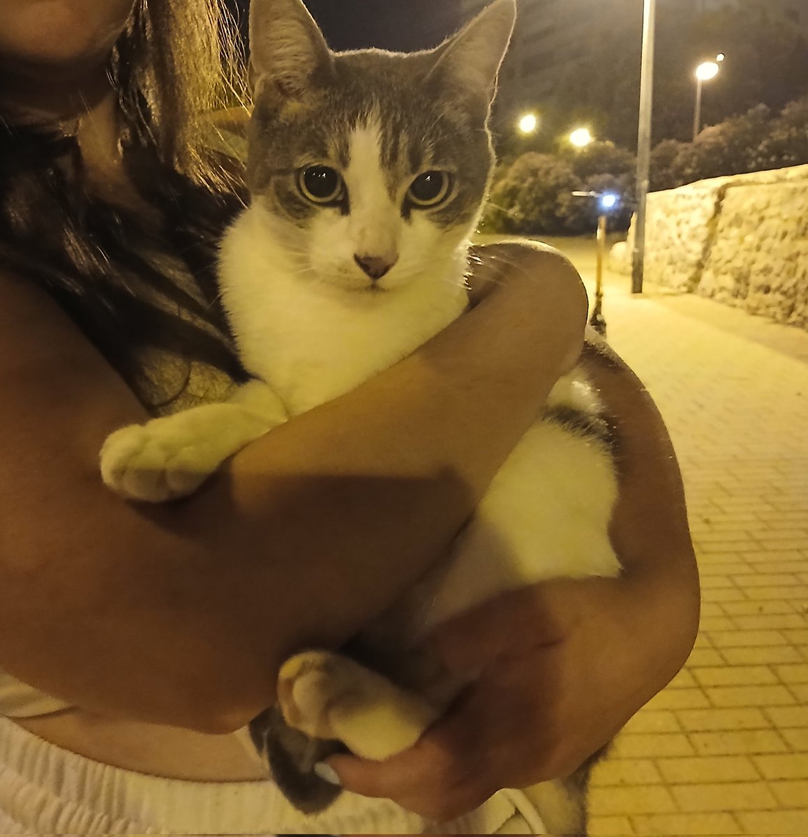 _ayme's tweet photo. Nos hemos topado con este gatito en Alicante, y es tan manso y afectuoso que creemos que tiene casa y se ha perdido.
Se lo van a quedar unas chicas esta noche para llevarlo al veterinario mañana.

Si sois de/conocéis a gente de Alicante y podéis dar difusión, se agradece 🙏 https://t.co/4sQuj44jcQ