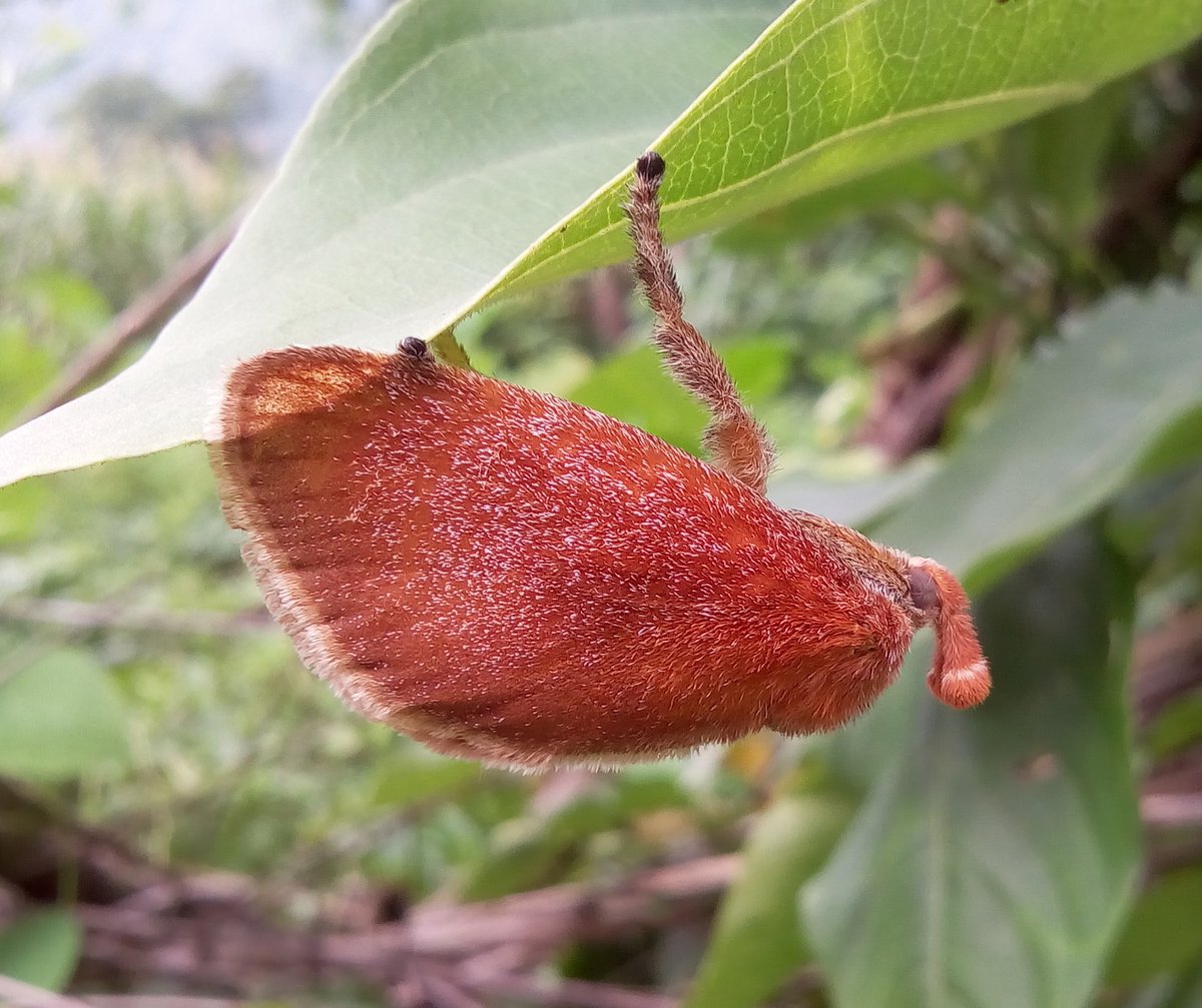 What would you call this moth?
Scopelodes vulpina
Lamjung, Nepal
June, 2017