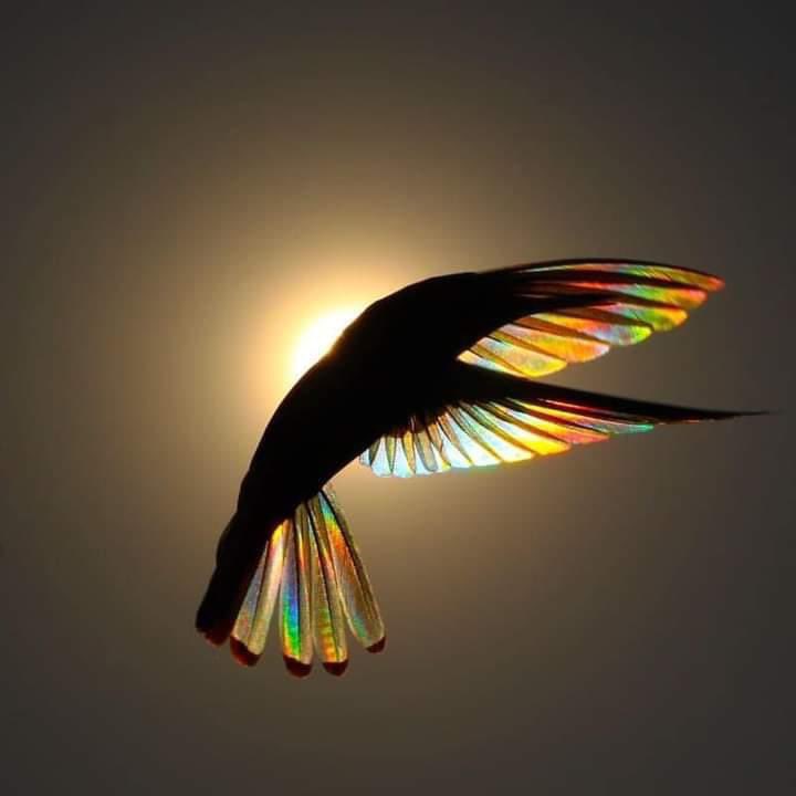 Este colibrí refleja los colores del arcoíris en sus alas.

Colibrí Arcoíris en pleno vuelo 🌈

Un jacobino negro, o colibrí negro, se suspende en el aire frente al sol matutino, y al incidir la luz sobre sus alas,
