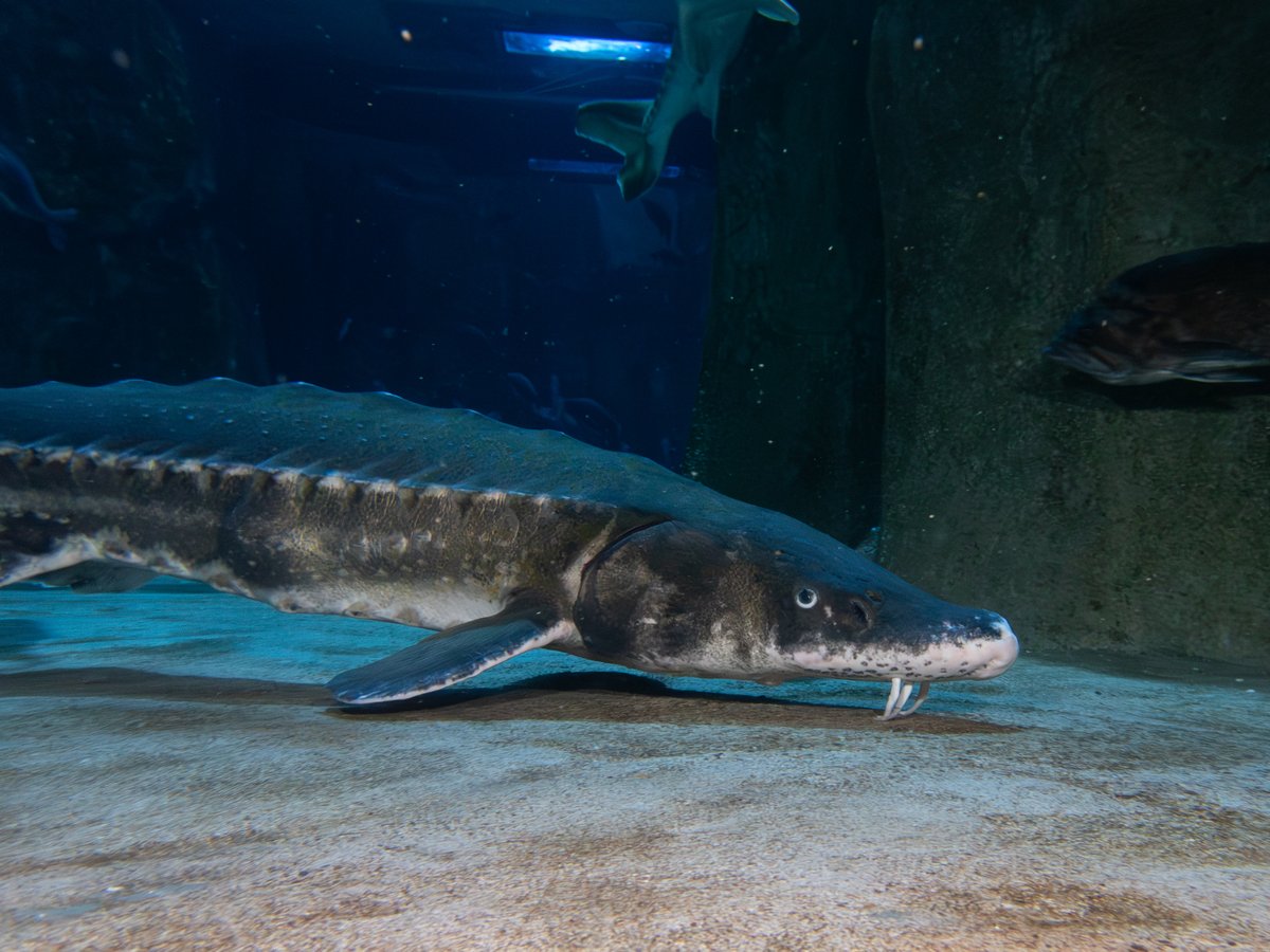 orcoastaquarium's tweet image. Toledo is the smallest of our white #sturgeon. He has a short nose and white smudge on his forehead.  Toledo is 25 years old and came to OCAq from Turtle Bay Exploration Park about 15 years ago!
📷: photo by Aquarist Abby H.
#SturgeonMoon #LivingFossil #OregonCoastAquarium