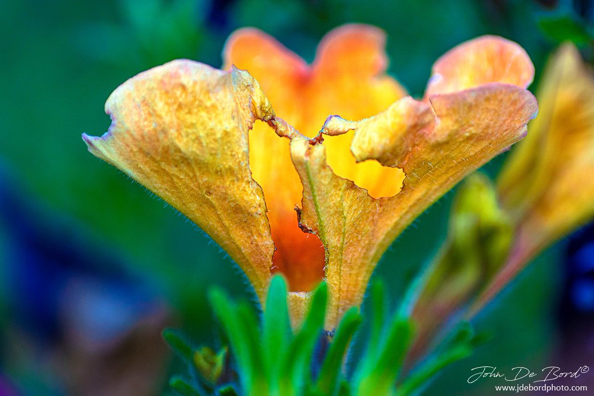 JDeBordPhoto tweet media