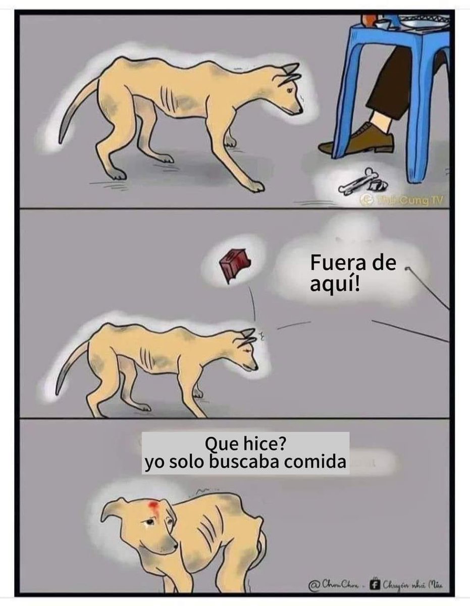 Por favor sé empático y respeta a los perritos de la calle; ellos no eligieron nacer ahí, y solo buscan sobrevivir en este mundo cruel.