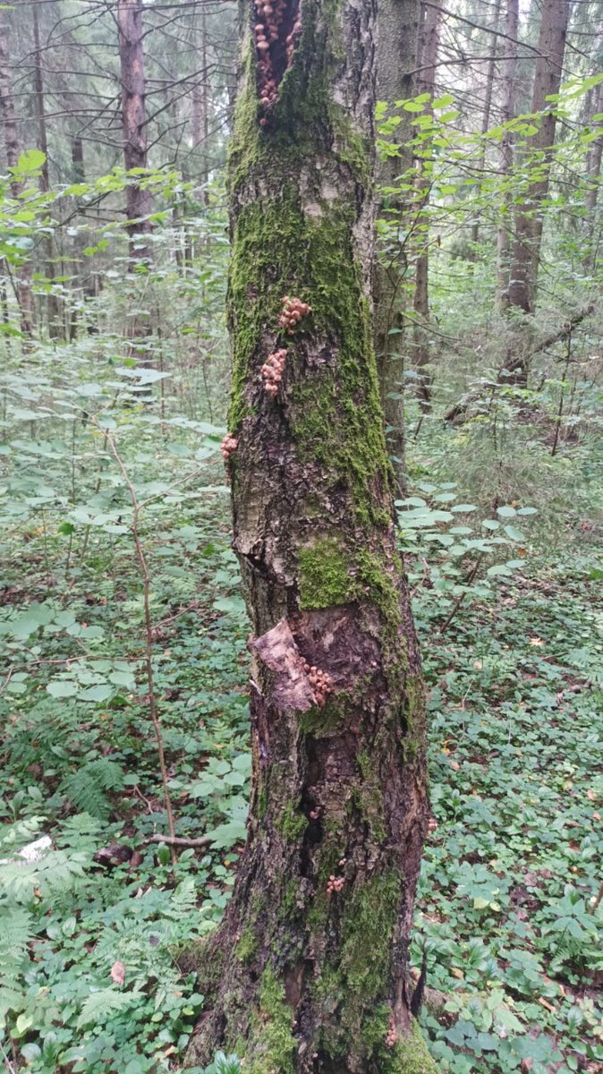 Опята пошли