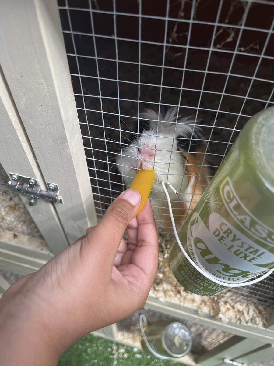 Wonderful Summer Celebration this week for our brilliant Hub members at <a href="/sensory_b/">ZEN Sensory ltd</a> Zen Harrogate. Everyone had a fantastic, relaxing time, including chilling out with the rabbits and guinea pigs!