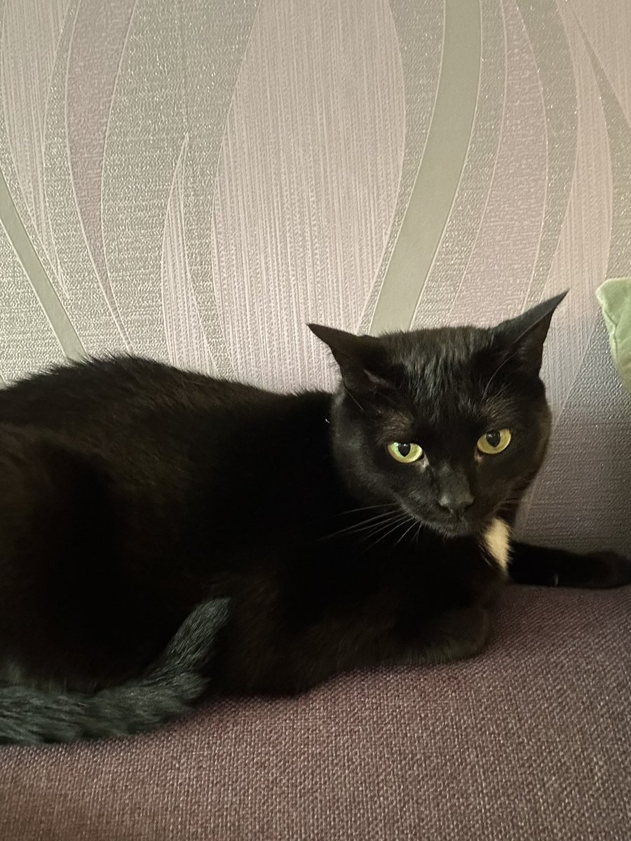 leontine_mtp's tweet photo. @TreasuryMog here’s my black beauty. 🐈‍⬛😻 https://t.co/AR9STwKXDA