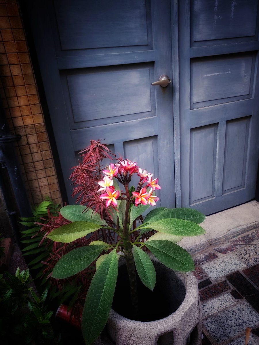 ckckforeskin's tweet photo. door and prumeria 

#台湾 #台南 #Taiwan #door #prumeria 
©️skinskin https://t.co/OP4bpApUPs