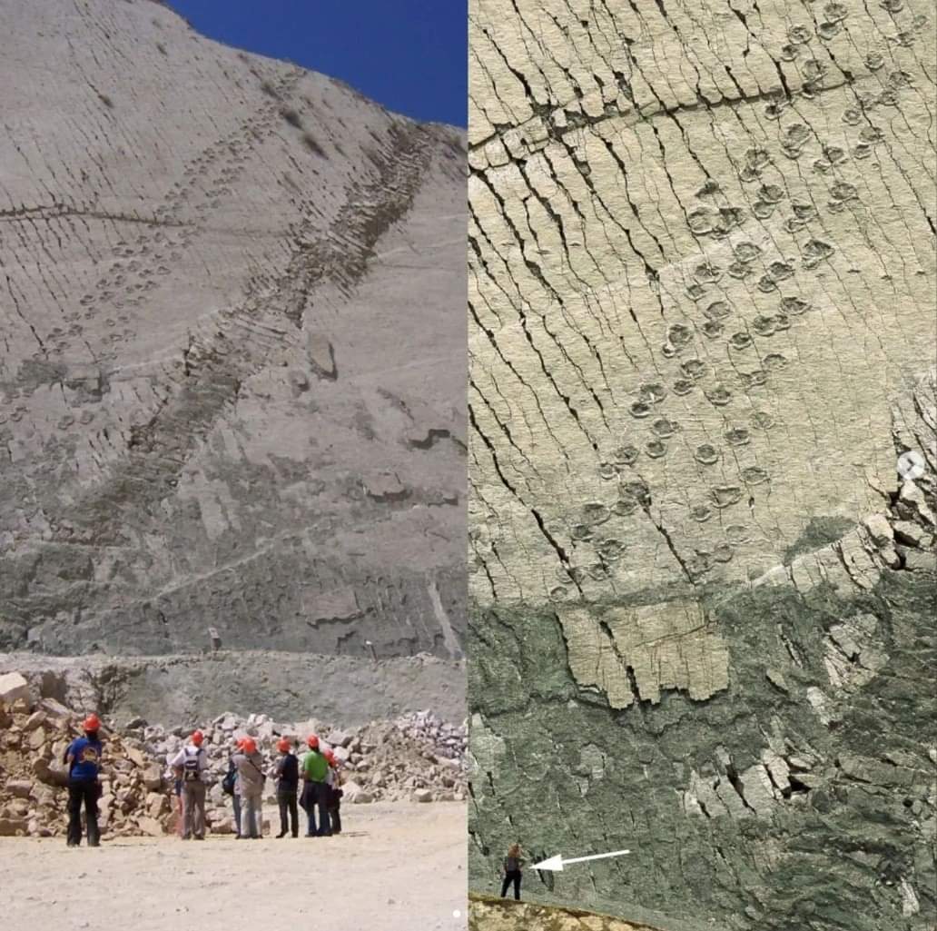 histories_arch's tweet photo. The famous dinosaur track site at Cal Orck’o, Bolivia, is one of the most spectacular locations of its kind in the world.

This massive wall stretches for a mile and stands over 100 meters high, with a steep inclination of 72 degrees, a testament to the immense power of geological forces (rest assured, the dinosaurs did not scale the wall like Spider-Man).

The site features more than 5,000 individual footprints and 462 tracks, made by at least eight different species that roamed the area around 68 million years ago. Among these tracks is one that extends over 300 meters in length!

Photographs of this incredible site have been captured by Jerry Daykin, Ramon Kristian Arellano, Pete Oxford, and Carsten Drossel.

#archaeohistories